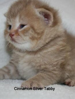 Das BESONDERE !! Britisch Kurzhaar Babys in Chocolate-Tabby u. Cinnamon Tabby !! - Köln