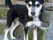 Schnauzer-Mix ♥Milo♥ ein aktiver Herzbub - Hamburg