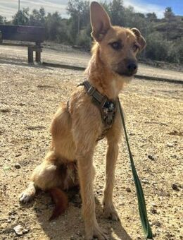 DUENDE❤️sanft, fröhlich und voller Liebe - Kissing