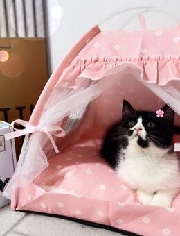 Bkh Kitten Mila sucht ein liebevolles zuhause - Köln