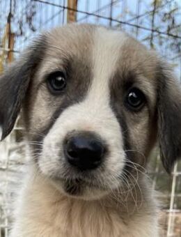 Carlo, geb. ca. 08/2022, Griechenland - Markdorf