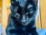 Handicap Katze Luna - Grevenbroich