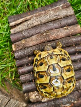 Griechische Landschildkröten zuverkaufen - Moers