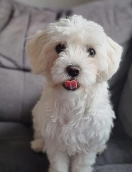 Malteser Hündin „Kira“ – 8 Monate – sucht ein liebevolles neues Zuhause – Preis nach Vereinbarung - Freren