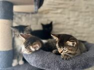 6 Wunderschöne Kitten BKH Mix- Babys - Celle