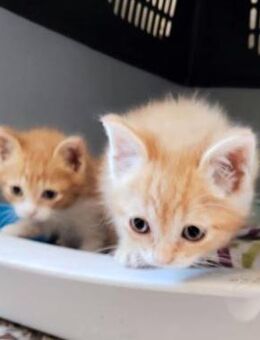 Katzengeschwister Luke & Leia suchen.. - Karlsruhe