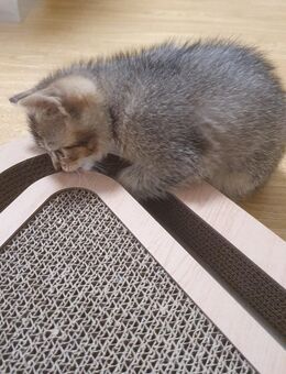 BKH Kitten Britische Kurzhaar Sucht liebevolle Hände - Oldenburg