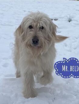 Mr.Belić - ein gutmütiger Traumhund - Flörsheim-Dalsheim