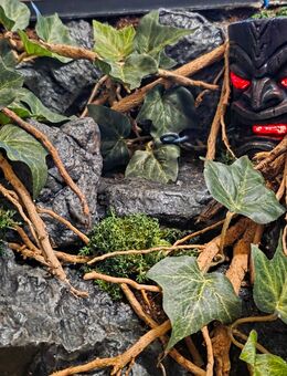 Terrarienrückwände nach Wunsch - Kiel