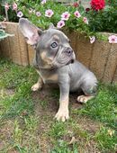 Französische Bulldogge Welpe, Hündin in 23689