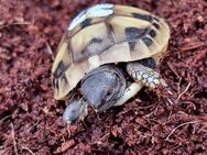Griechische Landschildkröten NZ 2024 - Marl (Nordrhein-Westfalen)