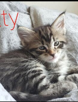 Maine coon katze kitty - Hannover Mitte