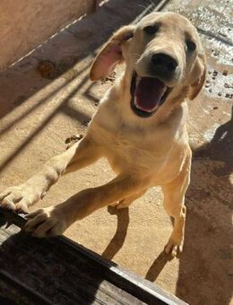 B678 Labradorrüde sucht sein Glück - Neuberg