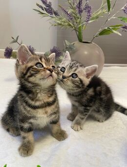 Bezaubernde bkh Kitten black silver tabby classic mit Papiere, absolut exklusiv - Bad Staffelstein