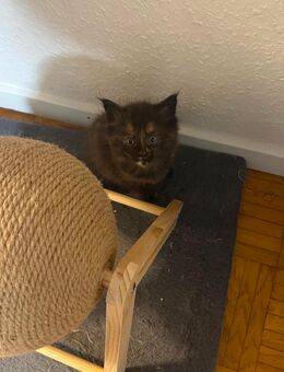 Baby Katzen - Bochum Höntrop