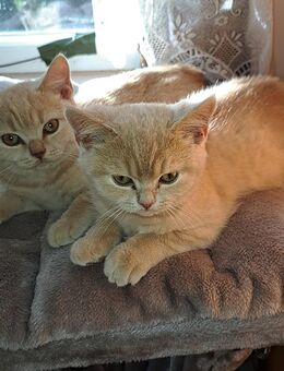 Süße Britische Kurzhaar Kitten suchen liebevolles Zuhause! - Freiburg (Breisgau)