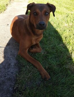 Hund Weibchen - Bremerhaven