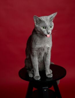 Russisch Blau Deckkater mit Stammbaum - Neustadt (Donau)
