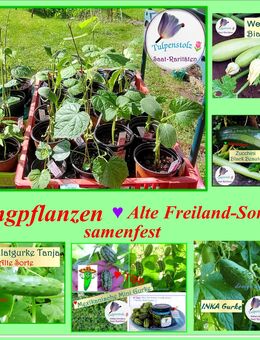 ♥ BIO Pflanzen Gurken,Zucchini,Erdbeerspinat,Edelstein Mais,Erdbeere,Kohl,Ostfriesiche Palme,Inka Gurke, Verbene - Hamburg