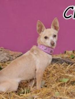 Die zarte Chinu sucht ihre Familie ❤️ - Essingen (Rheinland-Pfalz)