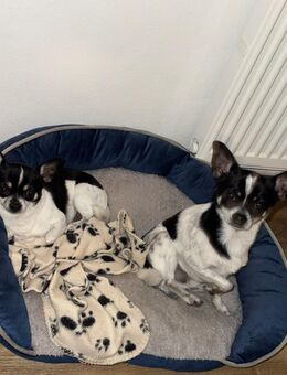 Milow & Maxi – zwei liebe Brüder suchen ein Zuhause 🐾❤️ - Schnaitsee