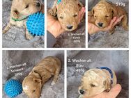 Maltipoo Welpen - Kirchlengern