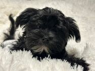 4 zuckersüße Morkie Welpen Yorkshire Terrier Malteser Mix - Nürnberg