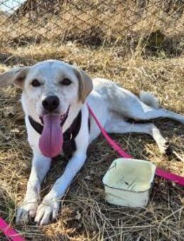 Bailey sucht ihre Menschen - Kleinostheim