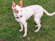 Amelie, fröhes liebes Podenco-Mädchen - Höchst (Odenwald)