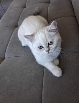 BKH Kitten Katze weiß mit blauen Augen - Villingen-Schwenningen