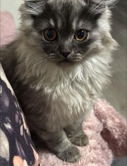Kater Smokey - Issum