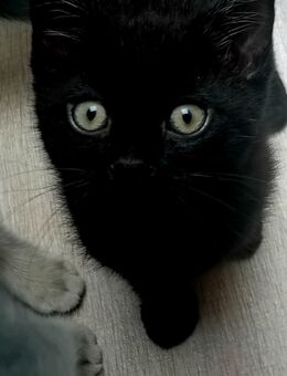 Katzen babys Britisch kurzhar - Iserlohn