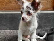 Reinrassiger Chihuahua Welpe Rüde abzugeben - Naumburg (Saale)