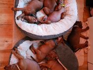 Rotbraune deutsche Pinscher suchen liebevolles Heim - Rathenow