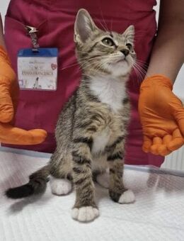 MIKI (verspielt, jung, neugierig) - Köln