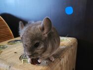 Chinchilla Geschwisterpaar (m+w) - Hahnbach