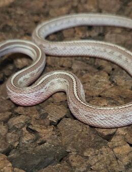 Cinderblood Tessera Pied, Cinderblood Pied, Cinderblood - Schwelm