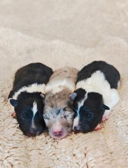 Sheltie Welpen suchen ein liebevolles Zuhause - Halle (Westfalen)