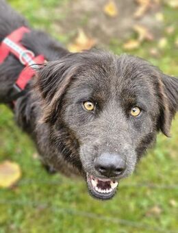 Schöne Sorina sucht ein Zuhause - Enger (Widukindstadt)