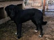 Holly sucht ein festes Zuhause - Blankenheim (Nordrhein-Westfalen)