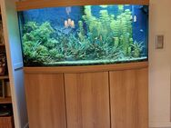 Aquarium günstig zu verkaufen - Bergkamen