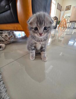 4 wunderschöne babykatzen - Berlin