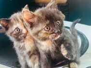 BKH x Main Coon Kitten Baby Katzen - Prien (Chiemsee)