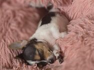 Jackrussel-Chihuahua- Mix Welpe abzugeben - Emden