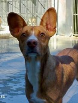 Hallo, ich bin MURPHY 💙 - Fahrenzhausen