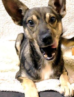 KAI-ein sanfter Junge auf der Suche nach sicherheit ♥️ - Nettetal