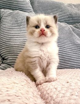 Nur noch 2 zauberhafte Ragdoll ähnl. Heilige Birma Kitten! Katzenbabys / Babykatze - Neu Wulmstorf