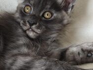 Maine Coon Kätzchen XXL - Peiting