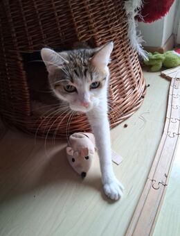 Die kleine Maus sucht ein neues Zuhause - Arzberg (Bayern)