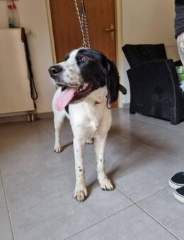 Sam- junger Charmeur - Ellerbek